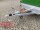 Eduard 2700 KG Multitransporter 356 x 180 - 2.700 kg - 63 cm Ladekante - Rampen und Winde mit Hochplane SP-Line